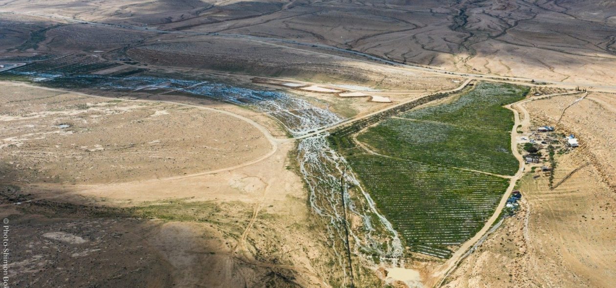 כרם שיזף בזמן שיטפון, 2.2020