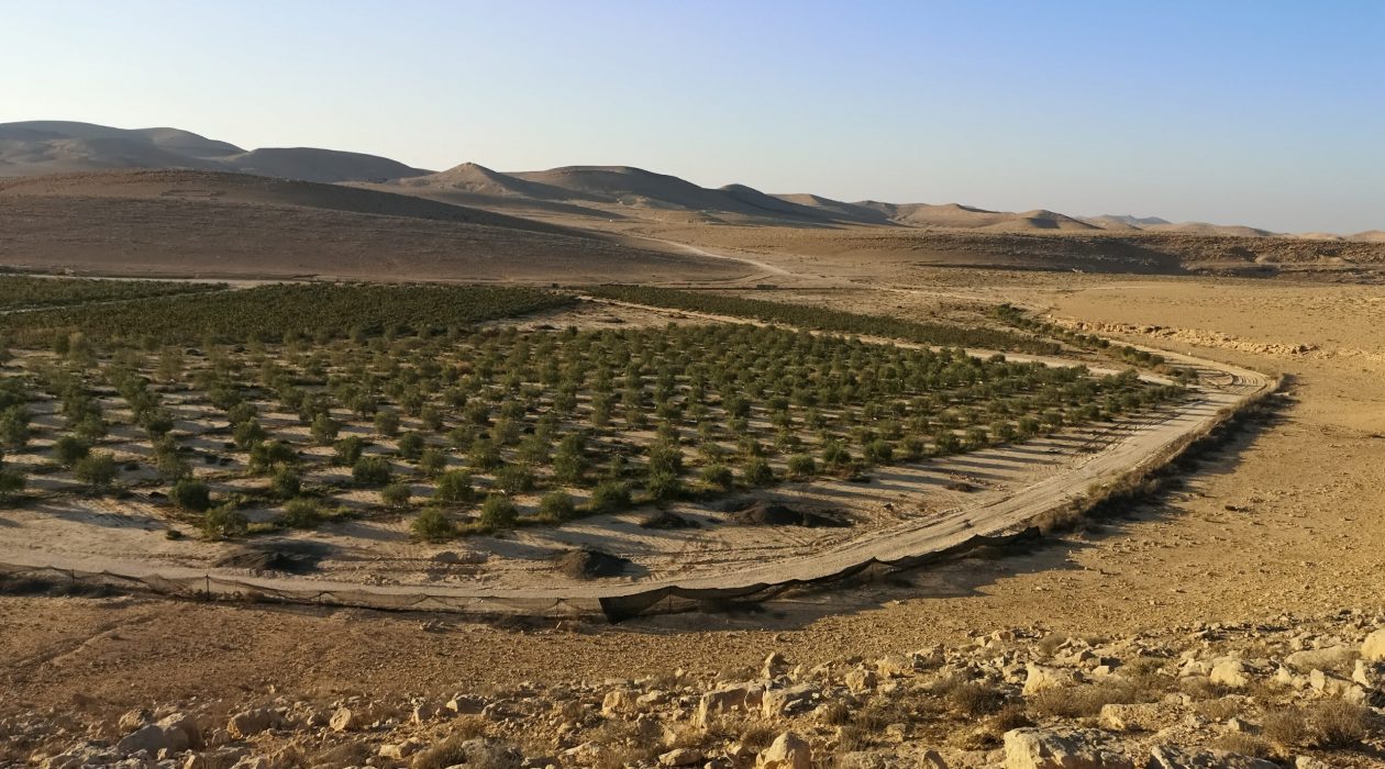 kerem shezaf olives_58