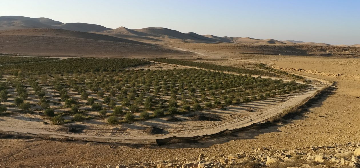 כרם שיזף, זיתים וגפנים באפיק הצין העליון