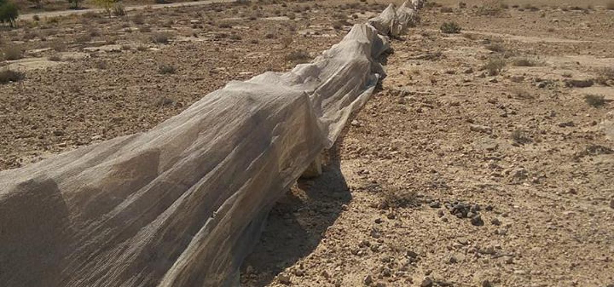 כרם שיזף, גדר הומאז' לקריסטו, אבן עטופה נגד פראים